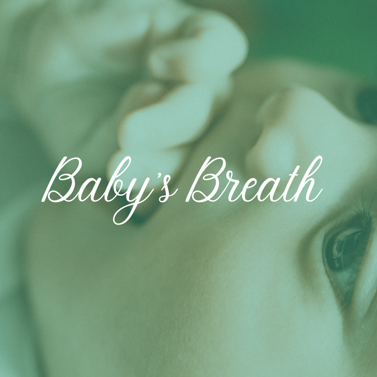 Baby's Breath